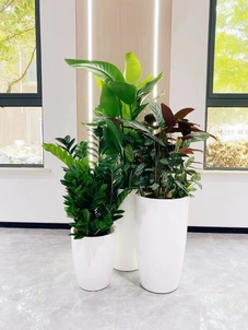 宁波镇海花卉租摆价格